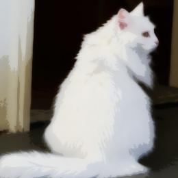 Painted Kitty